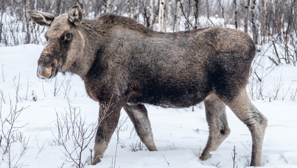 Лосиха в российском регионе родила и поразила специалистов