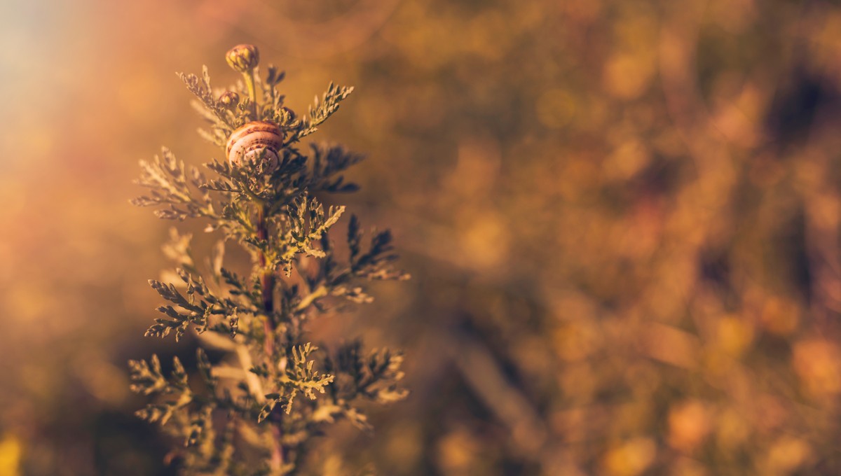 Редкое ноябрьское тепло придёт в Подмосковье в этот день