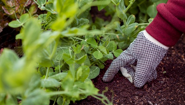 Ноябрь — время сеять: морозоустойчивые овощи уже ждут