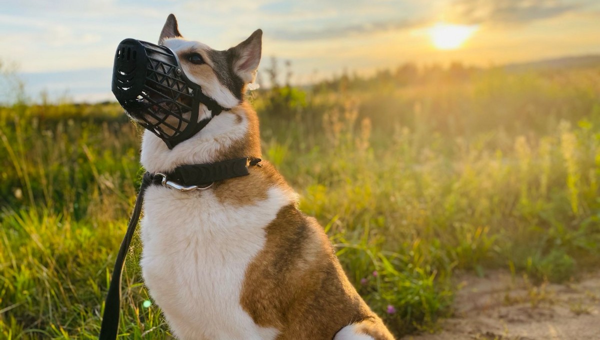 «В честь богини разрушения»: самые странные клички года назвали ветеринары в Подмосковье