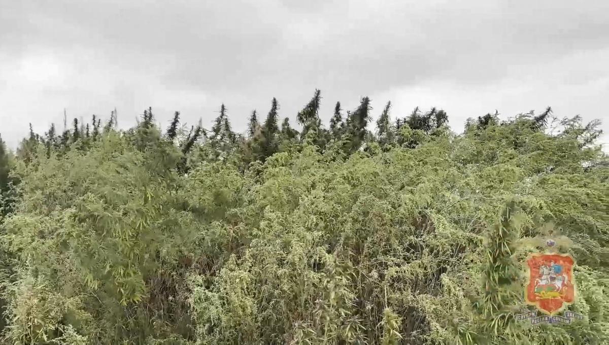 В Подмосковье нашли целое поле дикой конопли