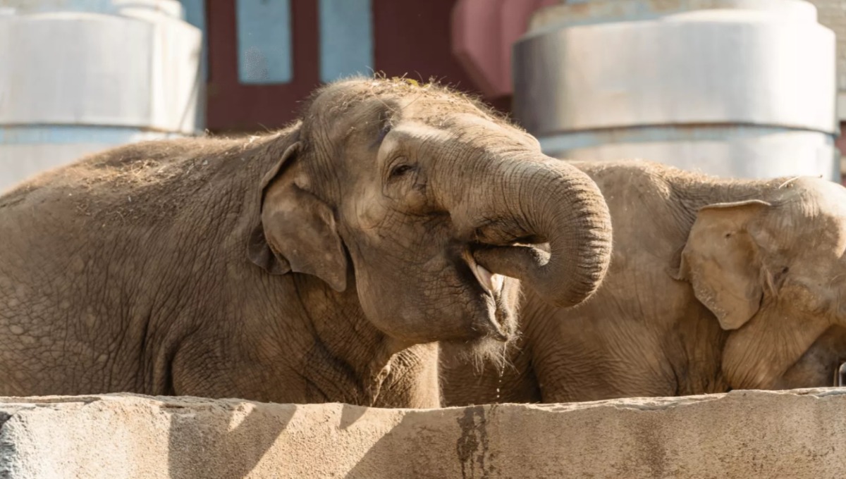 В Московском зоопарке произошла особенная процедура для слонов