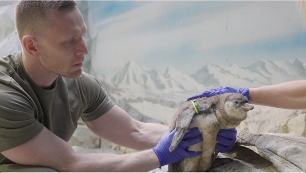 В Московском зоопарке впервые показали «секретных» новорождённых