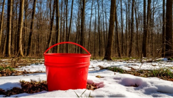 Эти вкусные весенние грибы пошли в Подмосковье невероятно рано