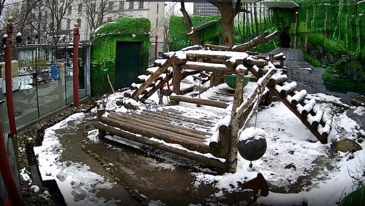«Сколько же радости!» Эти милые обитатели Московского зоопарка больше всех обрадовались возвращению зимы