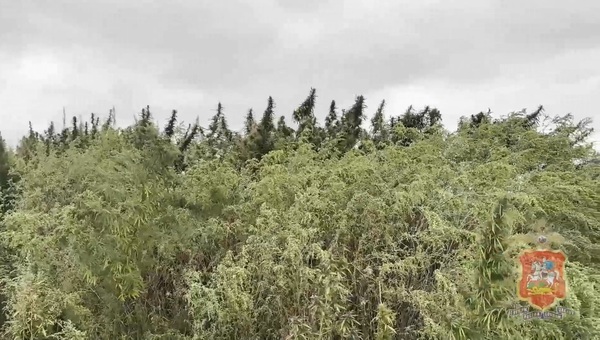 В Подмосковье нашли целое поле дикой конопли