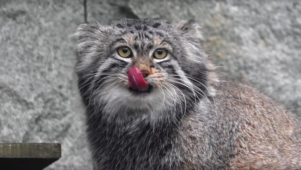 Манул Тимофей - всё! Процесс завершился стремительно