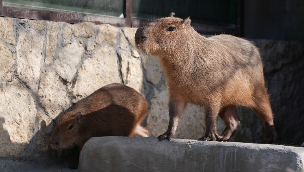 Животные Московского зоопарка высыпали на улицу