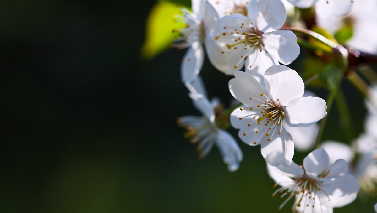 Метеоролог Вильфанд сделал неожиданное заявление о весне-2026