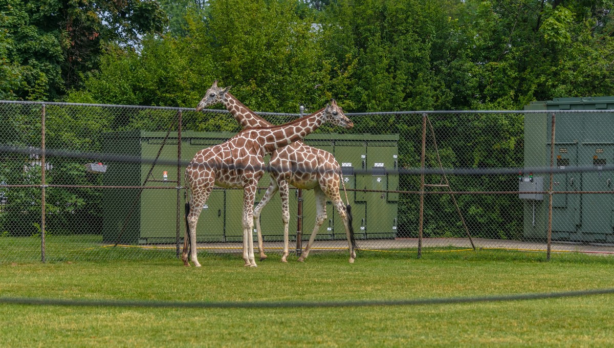 Некоторых животных в Московском зоопарке увозят из вольеров