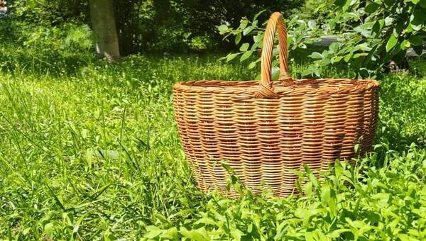 Этот гриб собирайте в первую очередь — он поправит вам здоровье