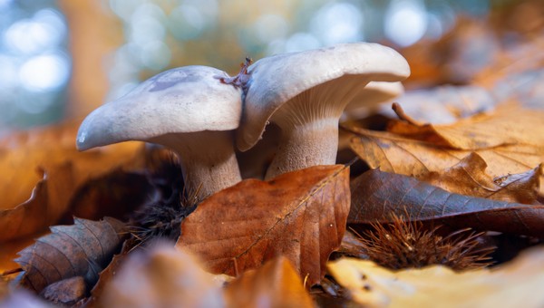 «Вокруг него всё в бирюзе»: в Подмосковье обнаружен редкий гриб