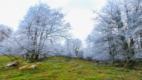 Синоптик Вильфанд: забудьте про комфортную погоду в Подмосковье