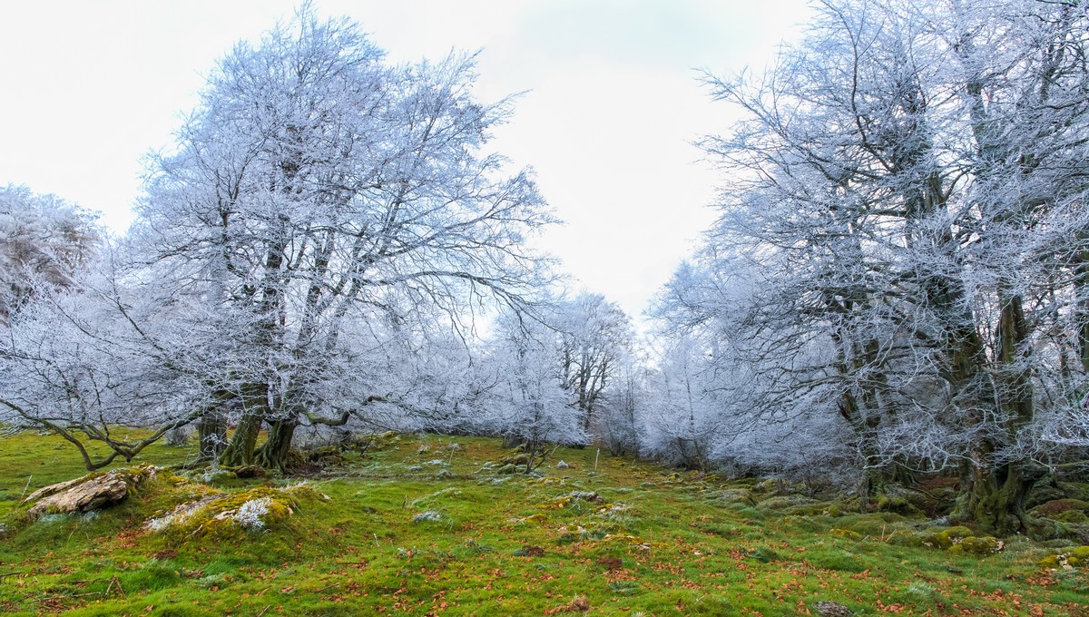 Синоптик Вильфанд: забудьте про комфортную погоду в Подмосковье
