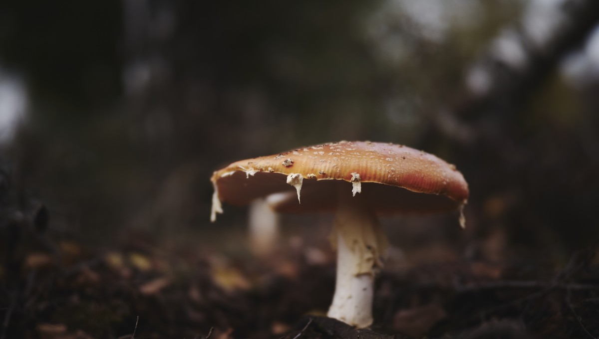 В Подмосковье пошли зимние грибы 