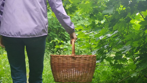 «8,5 кг грибов»: Подмосковье накрыло волной этих лесных даров