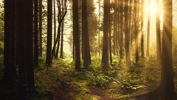 В этих 5 подмосковных лесах начнут возводить лаборатории