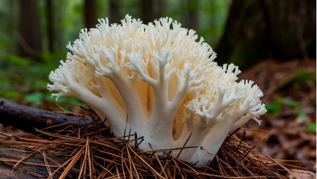 Редчайший гриб обнаружен в Подмосковье