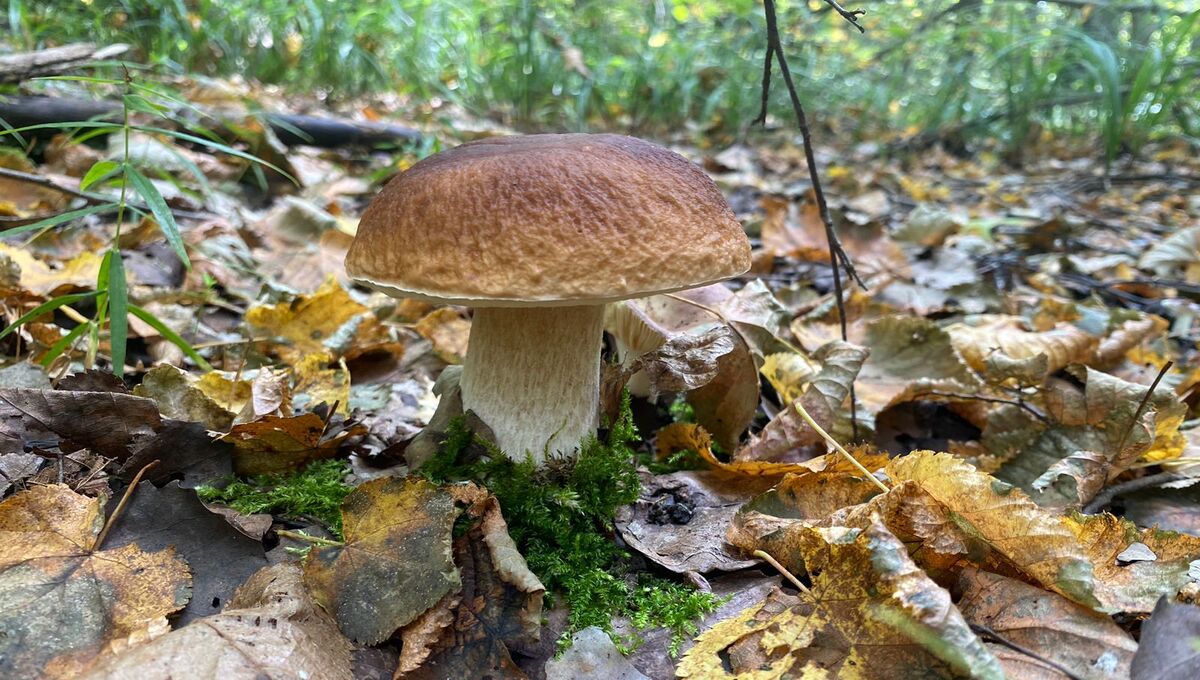 Грибники в восторге: вторая волна грибов начинается в регионе