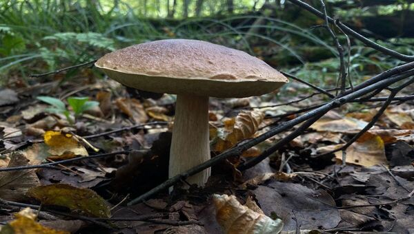 Есть ли ещё грибы в Подмосковье? Честный отчет — где, что и сколько