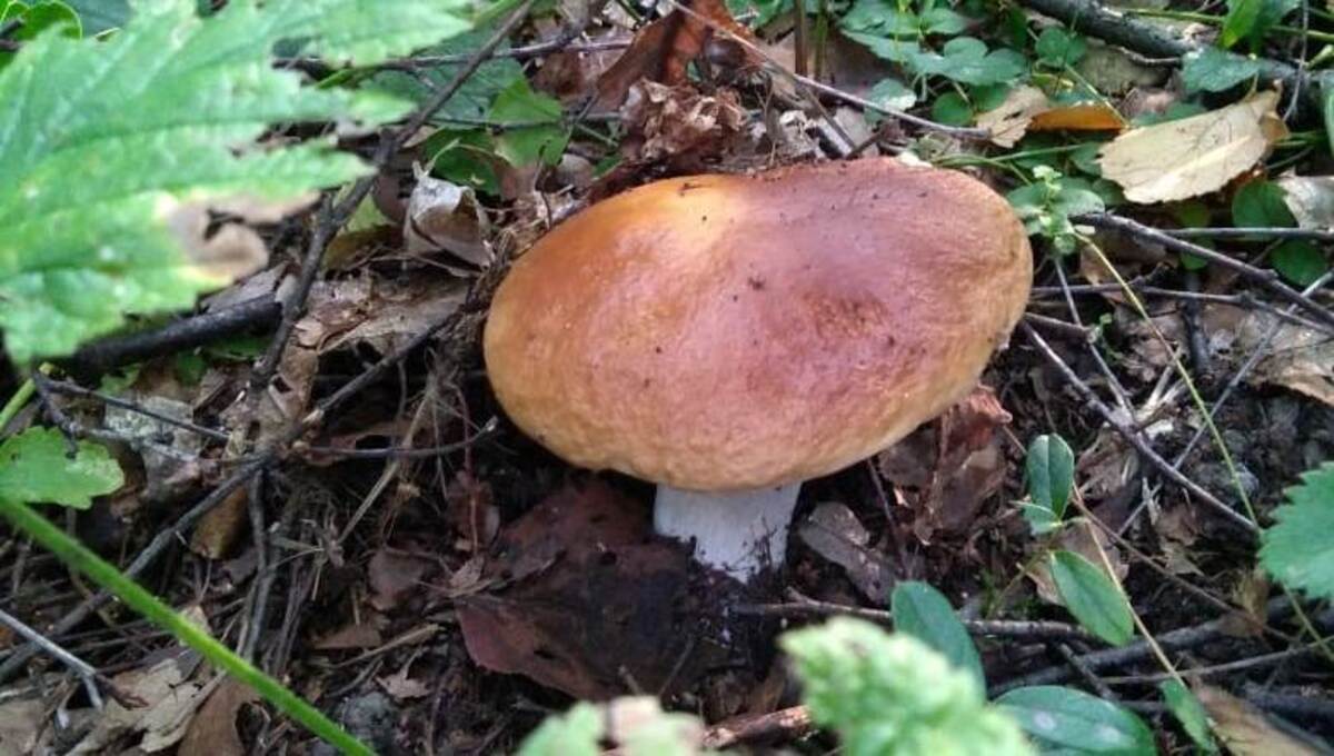 Где в Подмосковье до сих пор собирают белые грибы корзинами