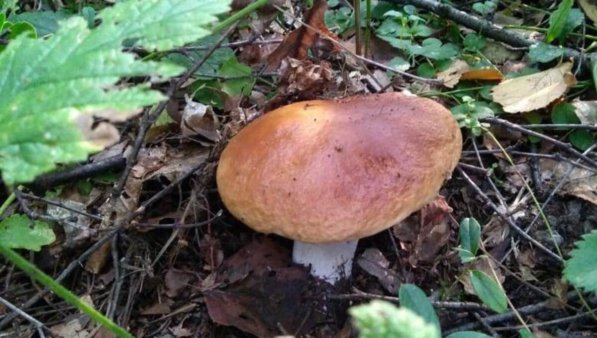 Где в Подмосковье ещё собирают белые грибы и подосиновики