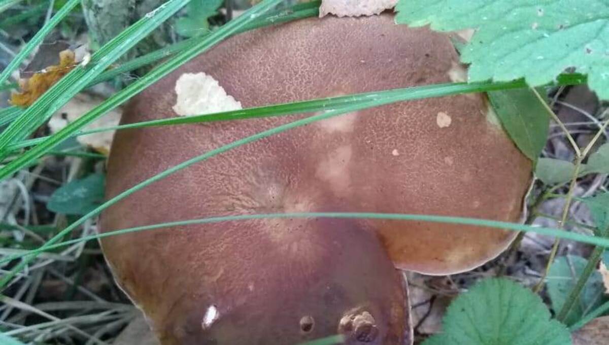 Огромные белые грибы стали находить в одном местечке Подмосковья