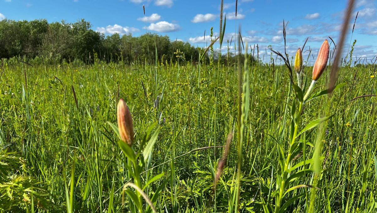 Будет ли зима снежной — ответит эта примета на Медовый спас