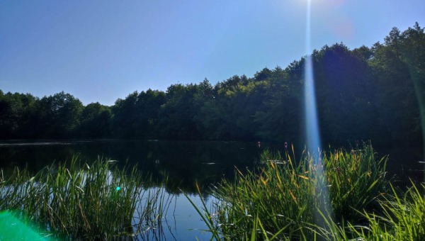 Утопленника ищут в подмосковном водоёме и не могут найти