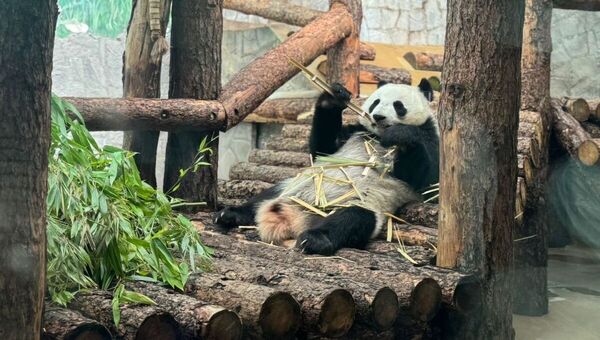 В Московском зоопарке раскрыли текущий вес панды Катюши: крошка выросла