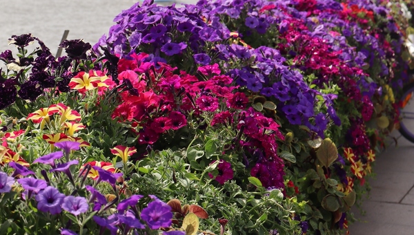 Зачем дачницы начинают посев петунии на рассаду в декабре