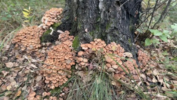 Вкусные осенние опята пошли в этом округе Подмосковья