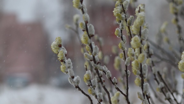 Снег в Подмосковье может пойти в эти дни апреля