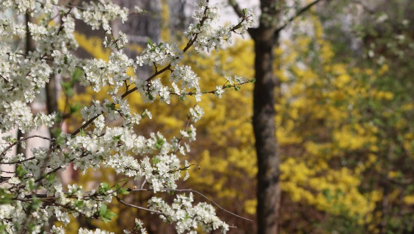 Синоптик Ильин поделился прогнозом на майские праздники в Москве и Подмосковье
