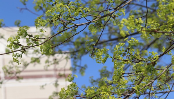 До +17 тепла ожидается в Москве и Подмосковье в эти дни