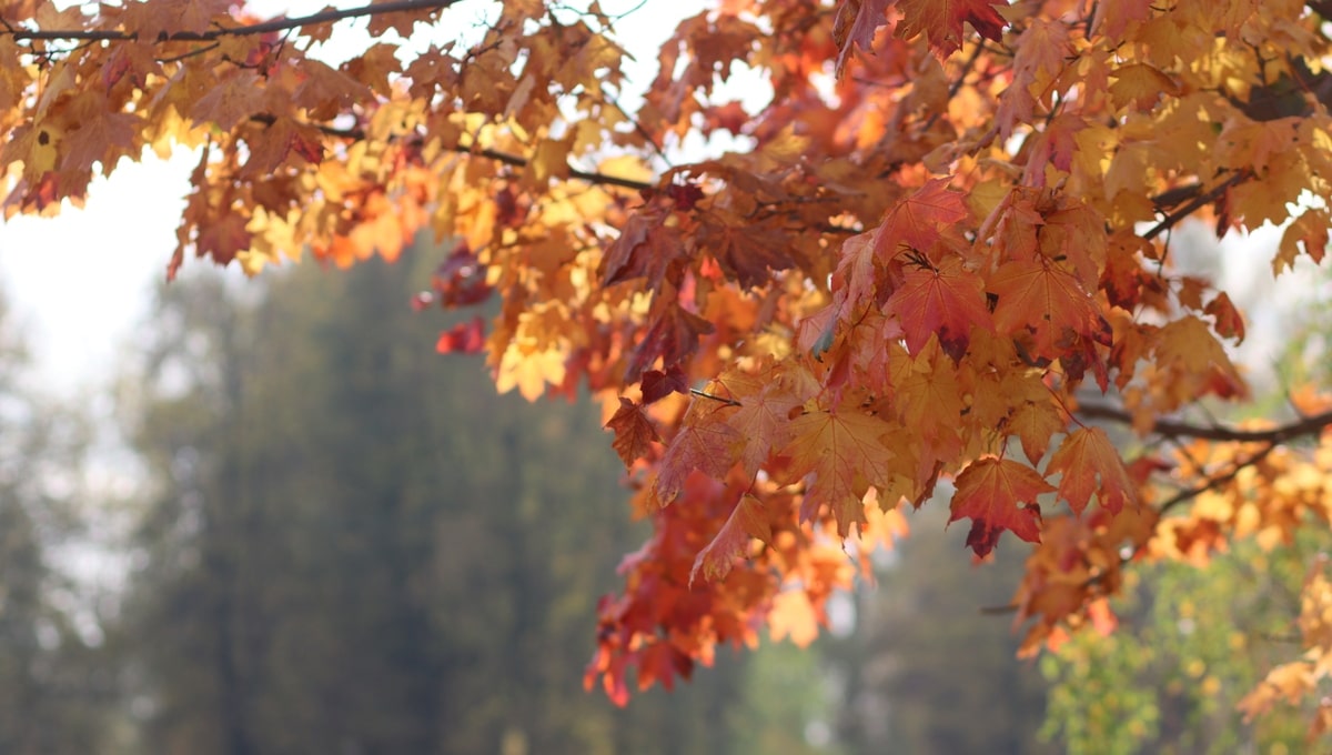 Простая погодная примета на 21 сентября — Рождество Богородицы