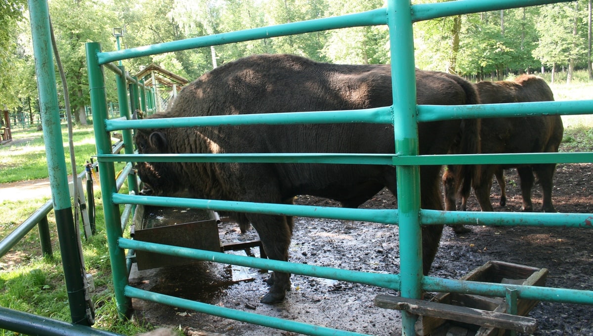 Десять зубров из заповедника в Серпухове будут жить на воле