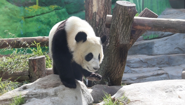 Московский зоопарк будет дарить уникальные артефакты от панд Диндин и Жуи