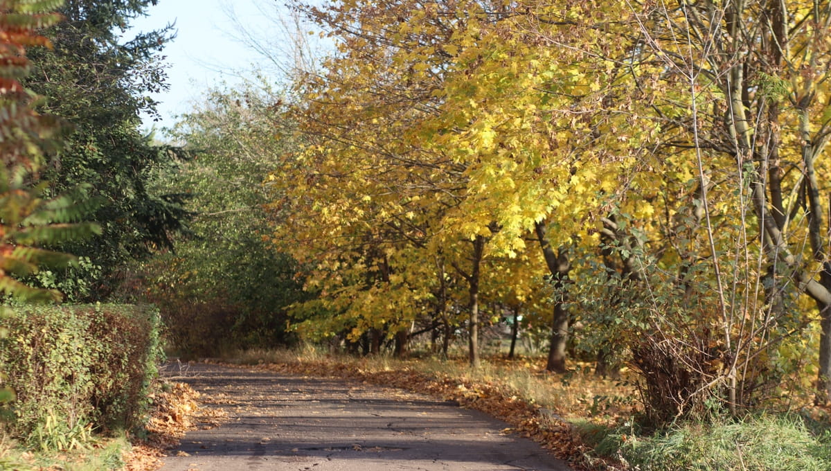 Синоптики назвали срок наступления в Подмосковье самой роскошной осенней поры