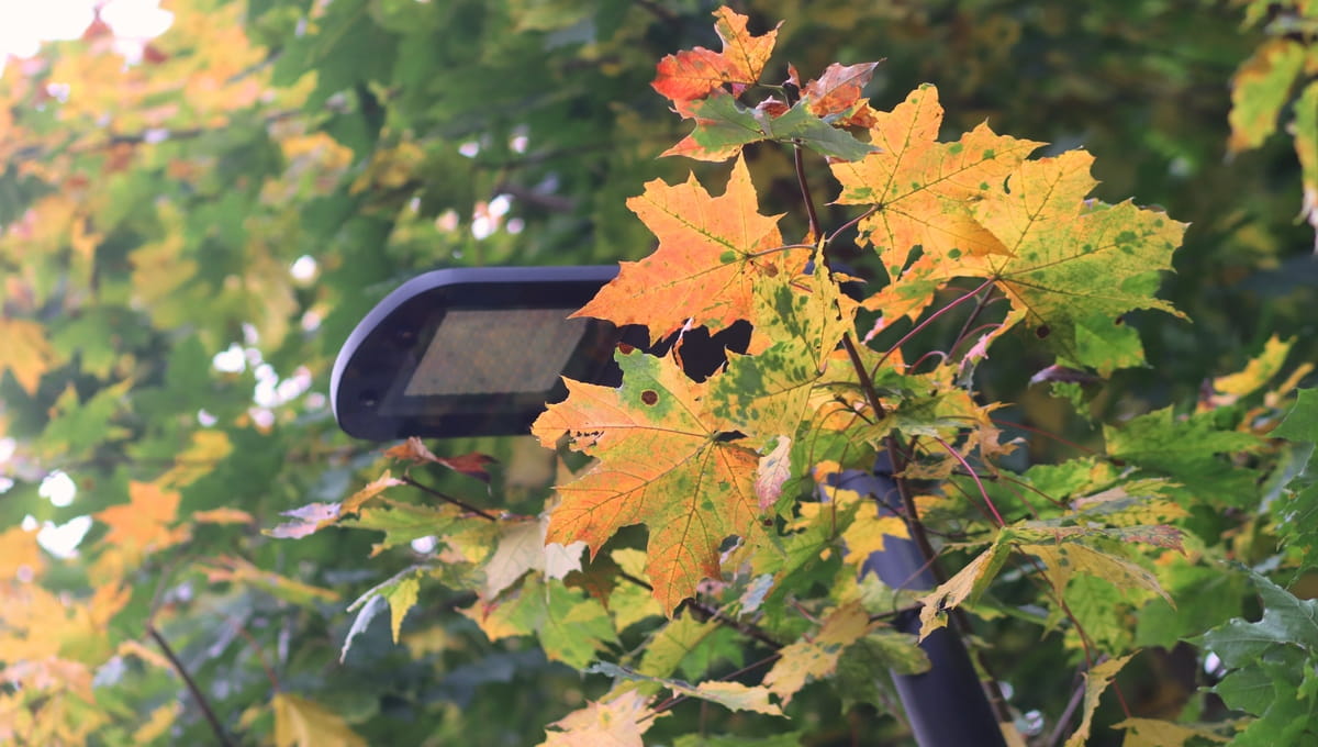 В Подмосковье рано начался листопад с клёнов. Это старая народная примета