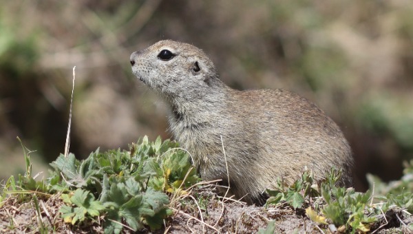 Сурки из Тулы сделали необычное предсказание на весну в День Сурка