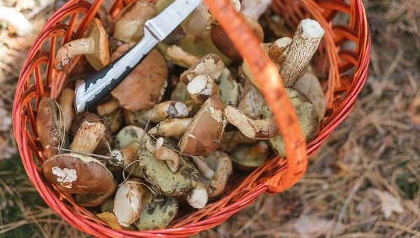 Грибникам в Подмосковье назвали дату начала сезона-2026