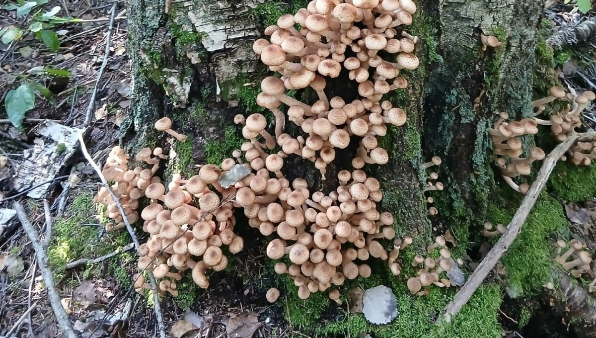 Опята в Подмосковье оказались с пугающим сюрпризом