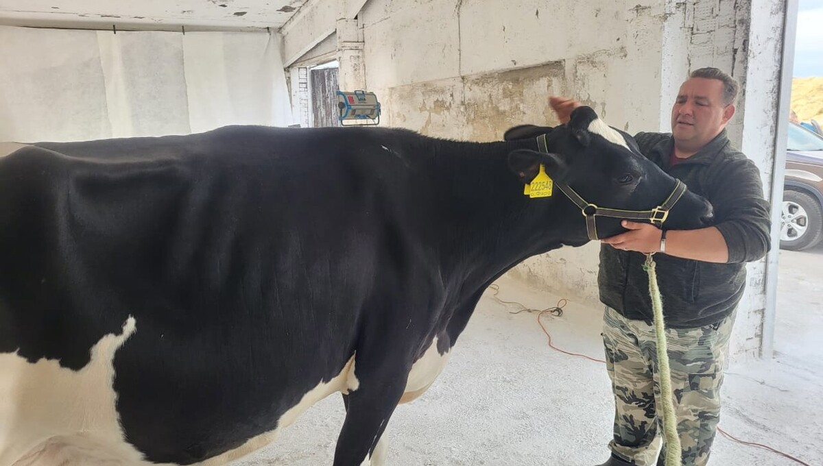 Главную корову Подмосковья будут изучать генетики