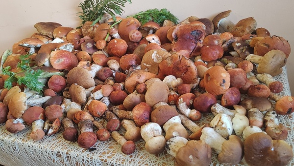 Всё красно! Округа-лидеры по подосиновикам в Подмосковье прямо сейчас