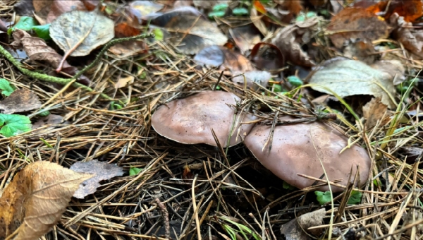 В этих округах Подмосковья — нашествие вкусных грибов