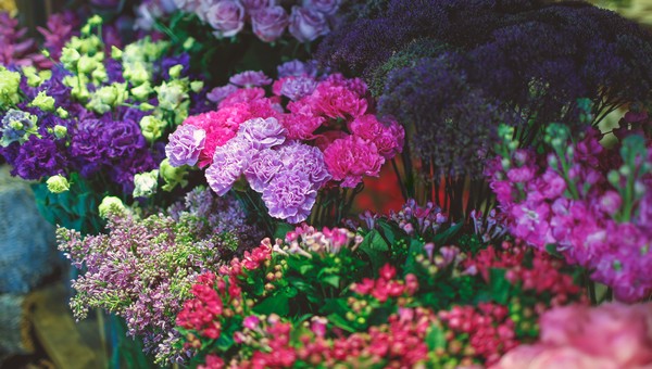 Эти 5 эффектных цветов нужно сеять на рассаду уже в марте