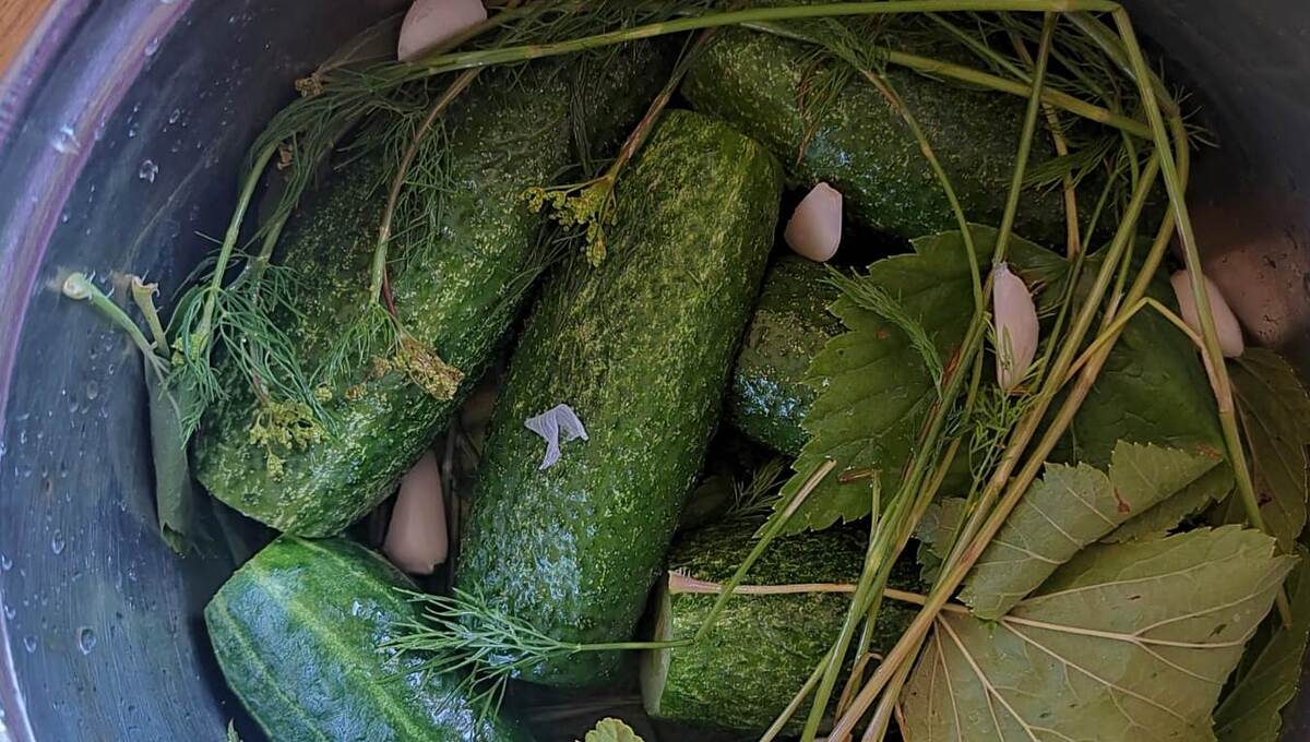 Малосольные огурцы с мёдом — новый рецепт в копилку хозяек