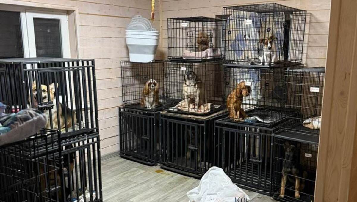Полиция и прокуратура занялись «чёрной» передержкой для животных в Чехове