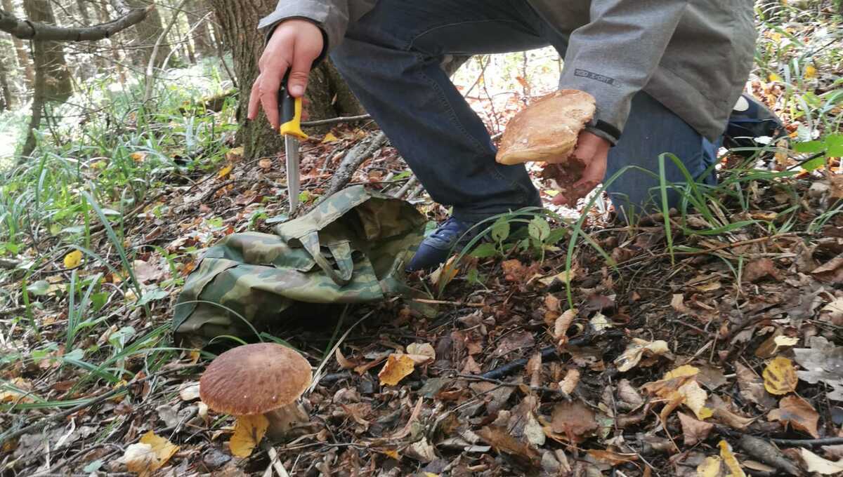 Какие грибы и где можно найти в Подмосковье в эти выходные